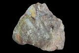 Polished Dinosaur Bone (Gembone) Section - Colorado #96449-2